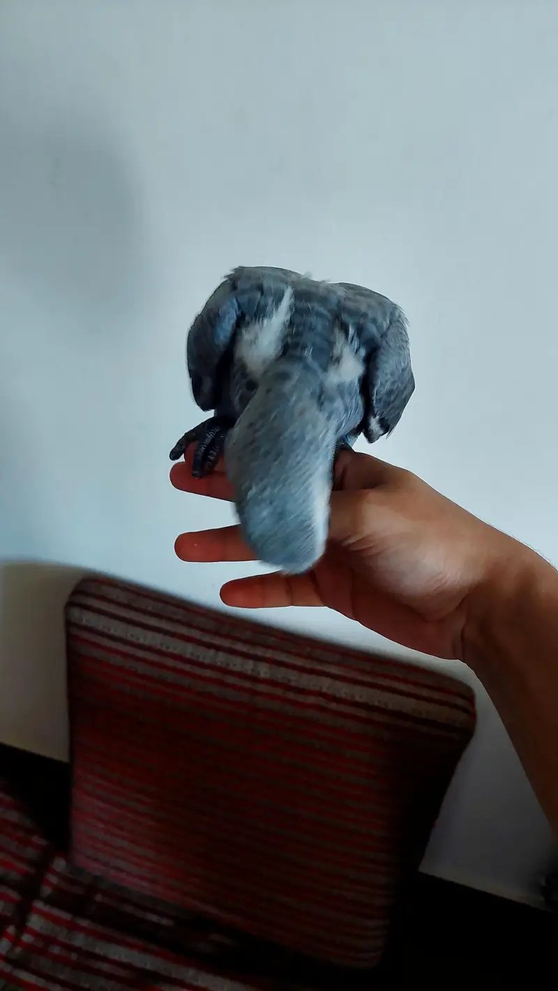beautiful african grey parrot for sale acha hai almost self. — photo 6