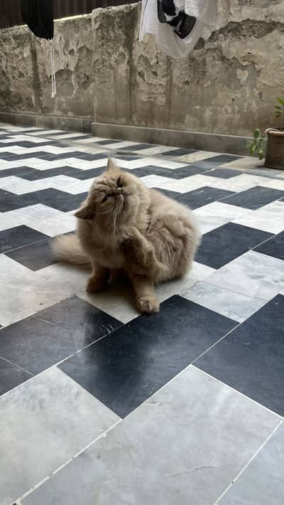 Hamary pass 3 cat hai