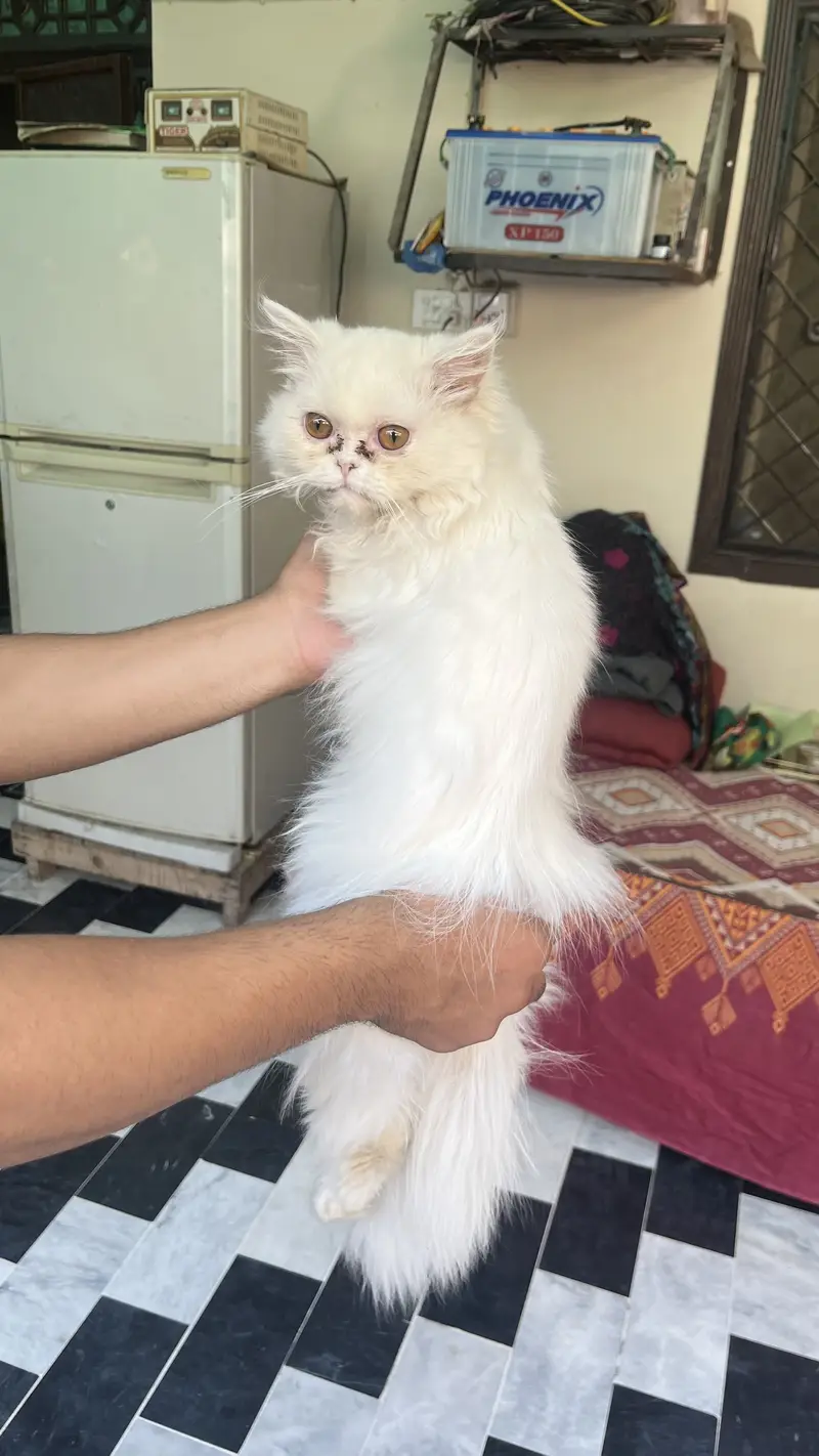 Persian 3pal coad — photo 2