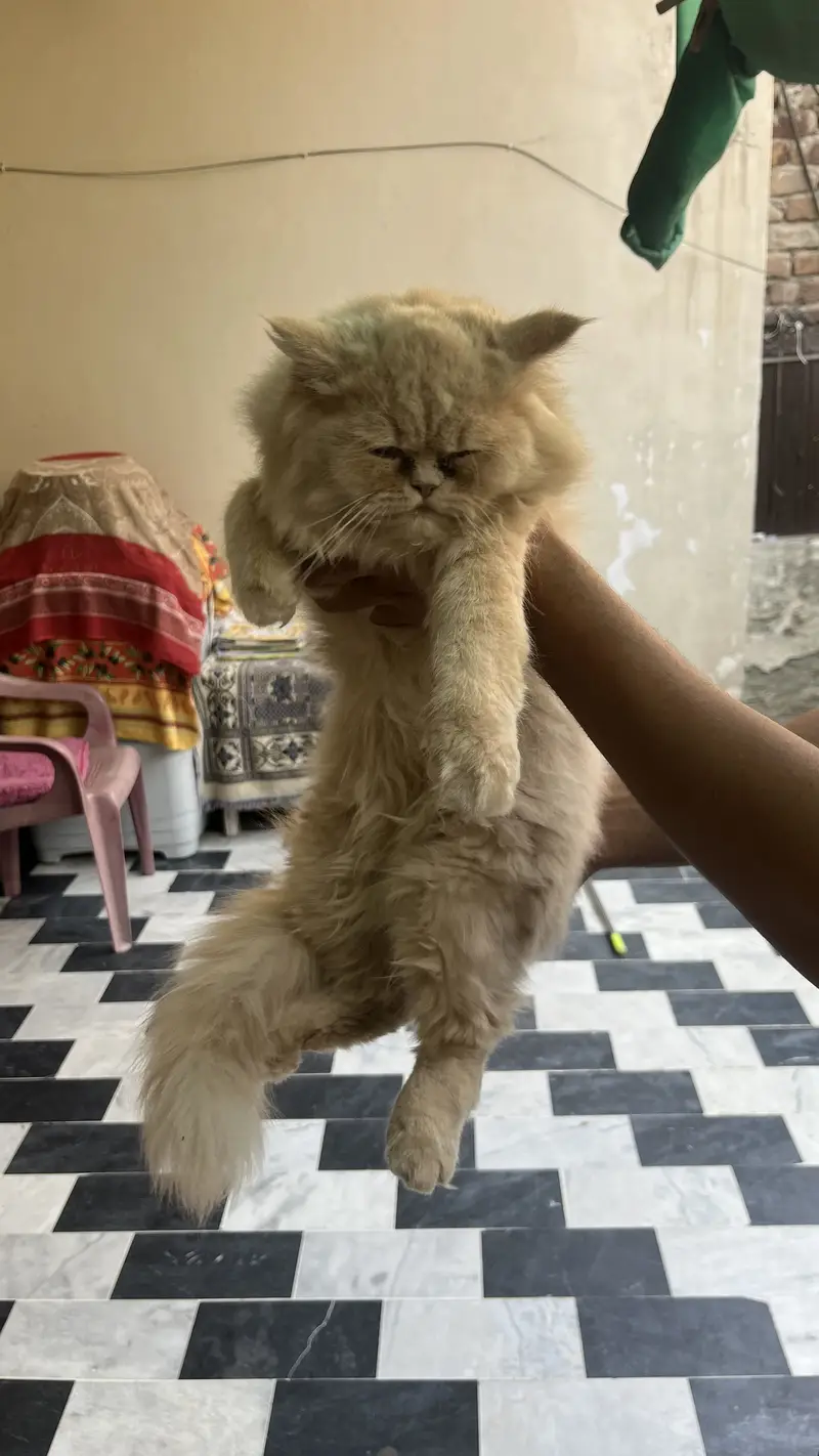 Persian 3pal coad — photo 3