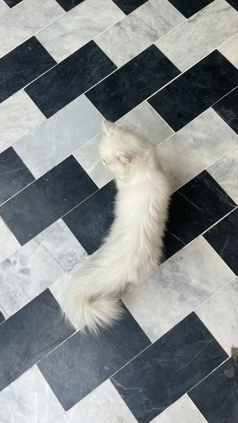 Persian 3pal coad — photo 4