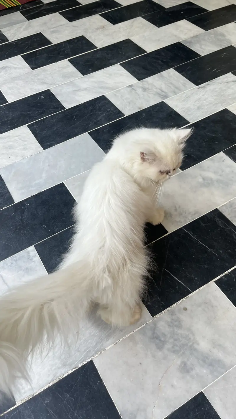 Persian 3pal coad — photo 5