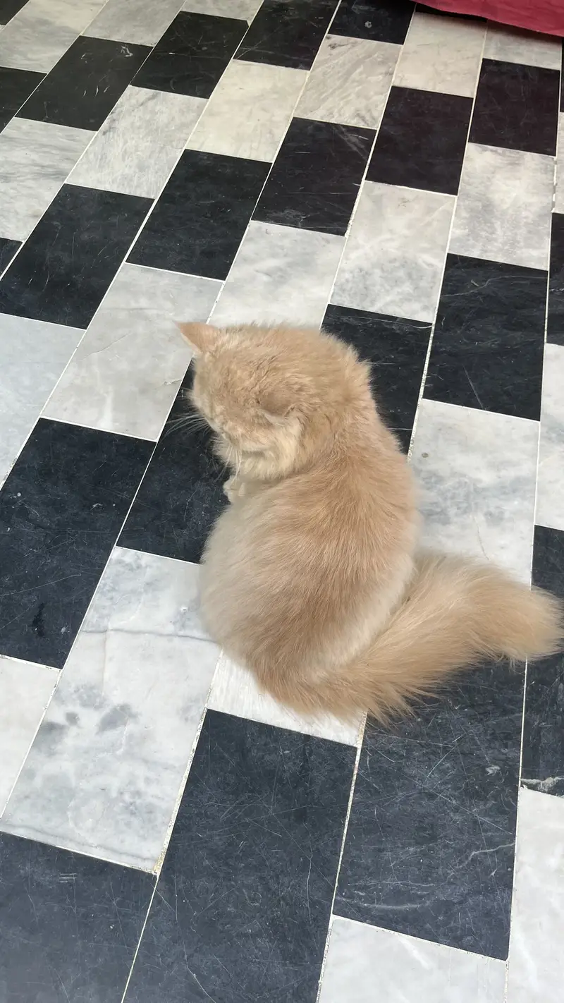 Persian 3pal coad — photo 6