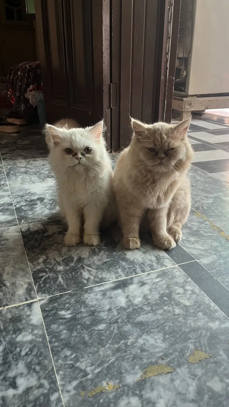 Persian 3pal coad — photo 7
