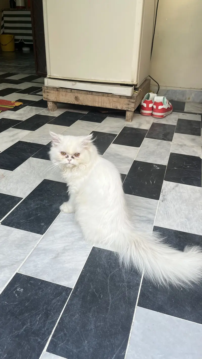 Persian 3pal coad — photo 8