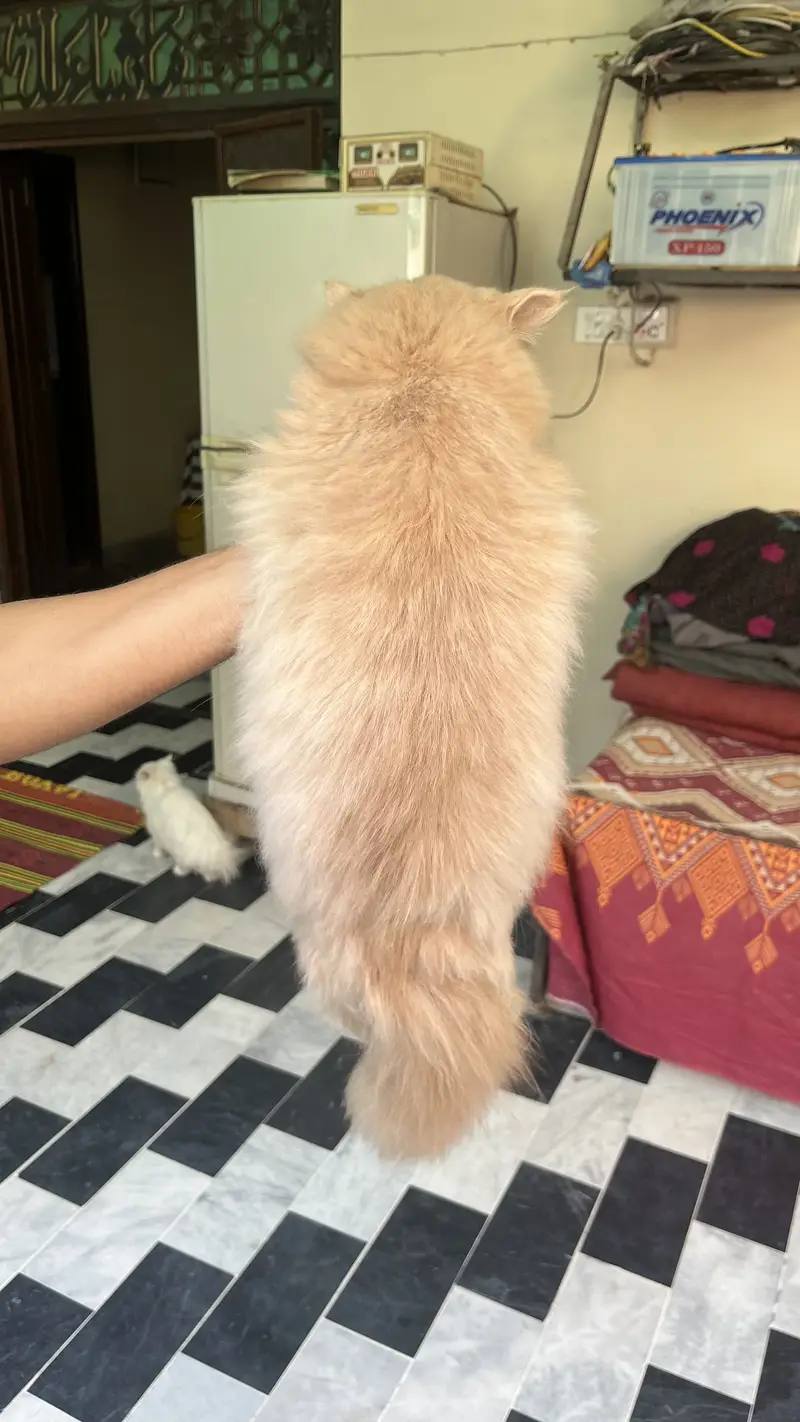 Persian 3pal coad — photo 9