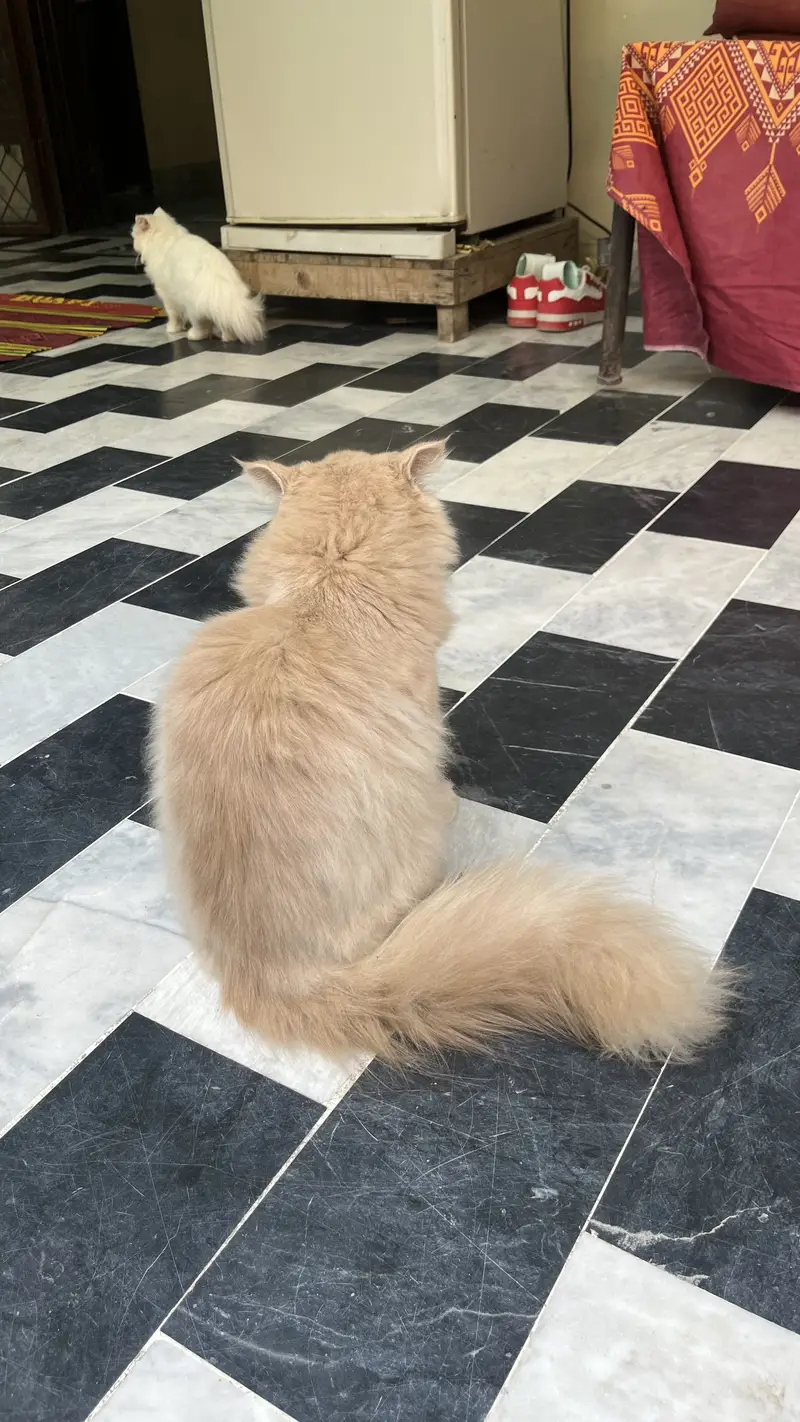 Persian 3pal coad — photo 10