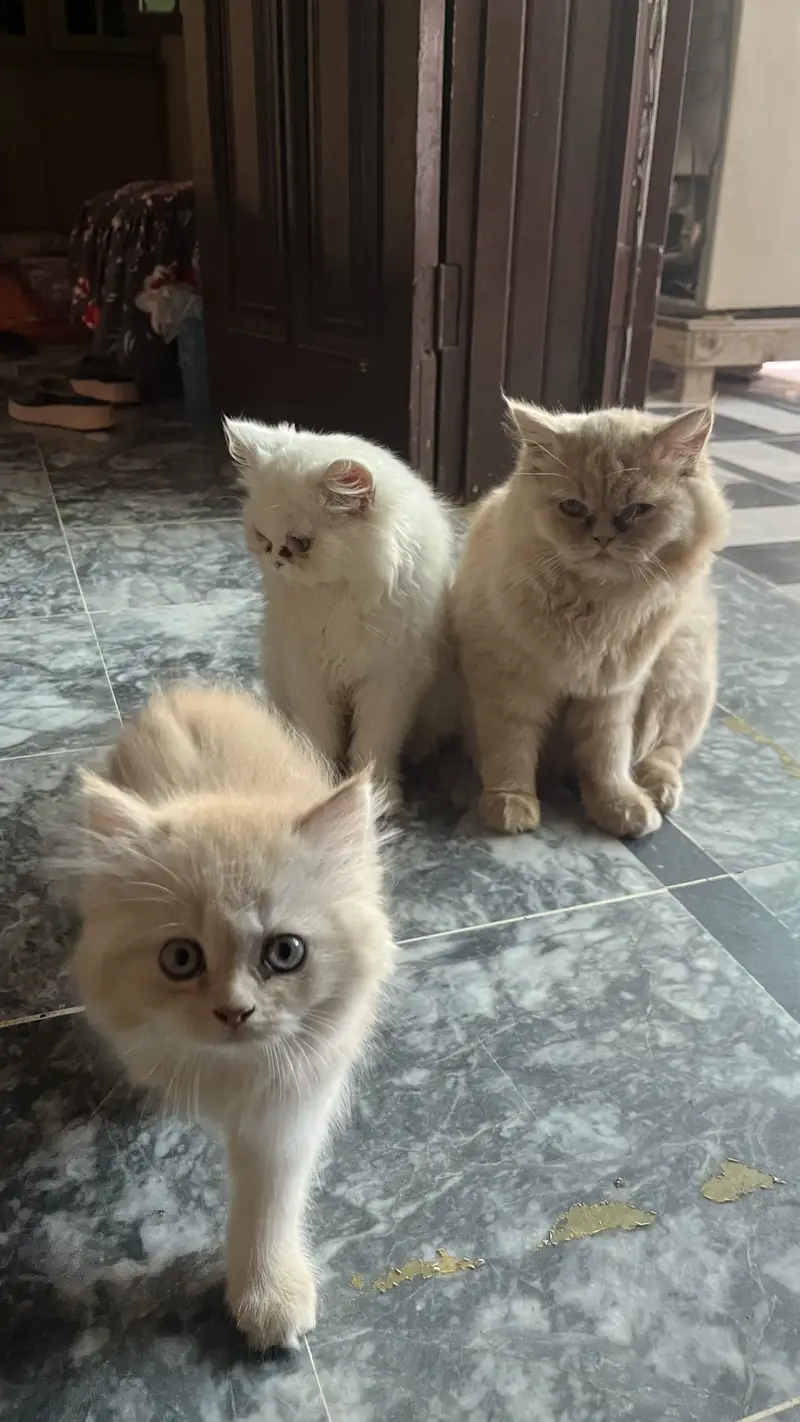 Persian 3pal coad — photo 11