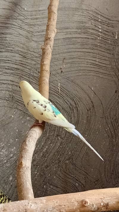 budgies pied breeder pair