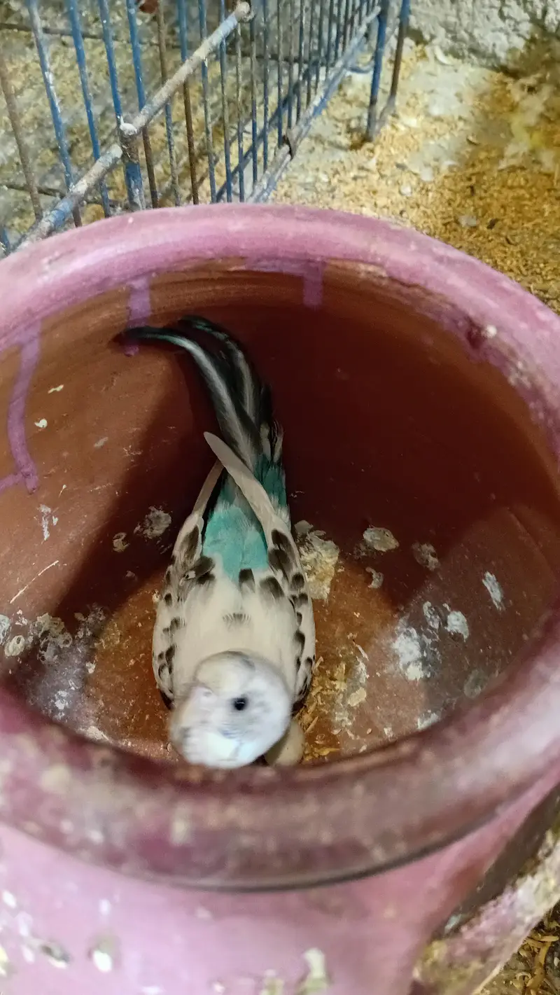 budgies pied breeder pair — photo 2