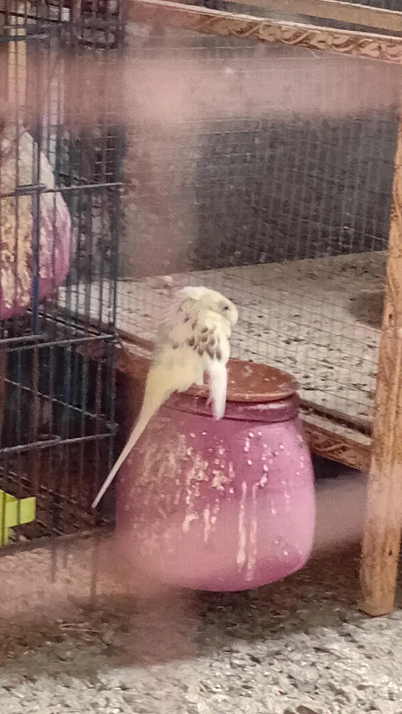 budgies pied breeder pair — photo 3
