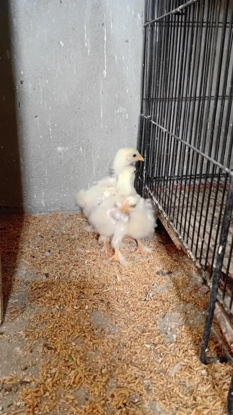 budgies pied breeder pair — photo 4