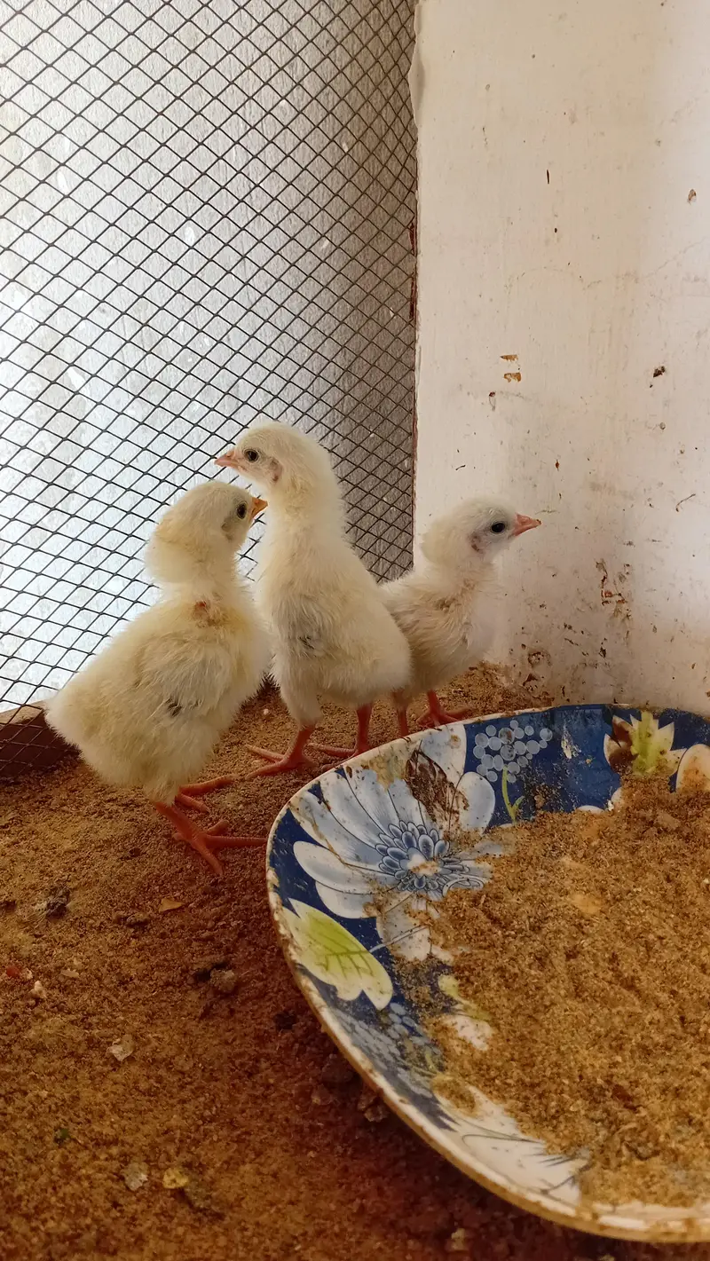 budgies pied breeder pair — photo 5