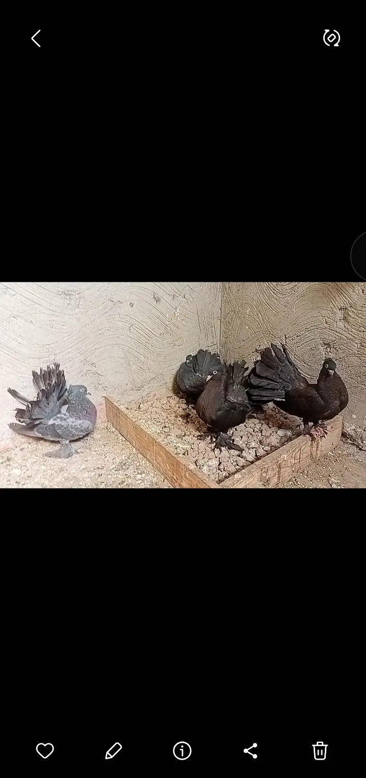 budgies pied breeder pair — photo 6