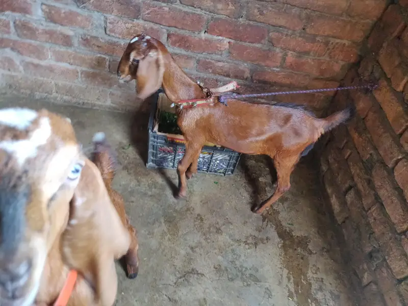 tadey o saiez my baby female erjant sael 03064295133 rabta kar ly — photo 2