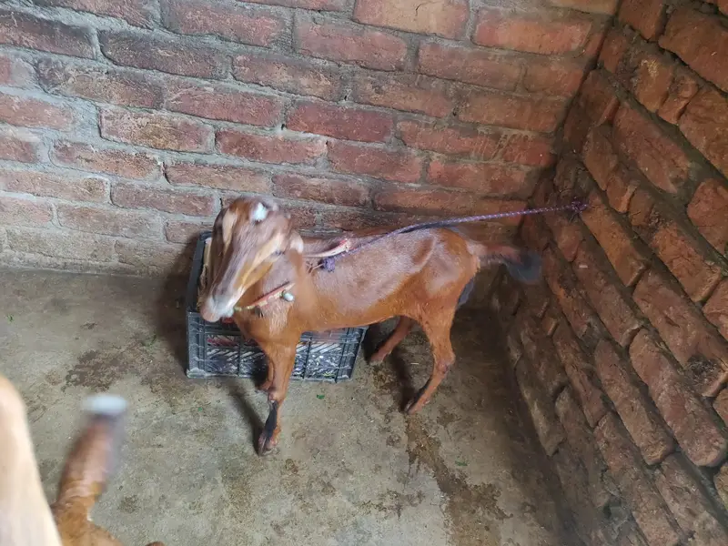 tadey o saiez my baby female erjant sael 03064295133 rabta kar ly — photo 3