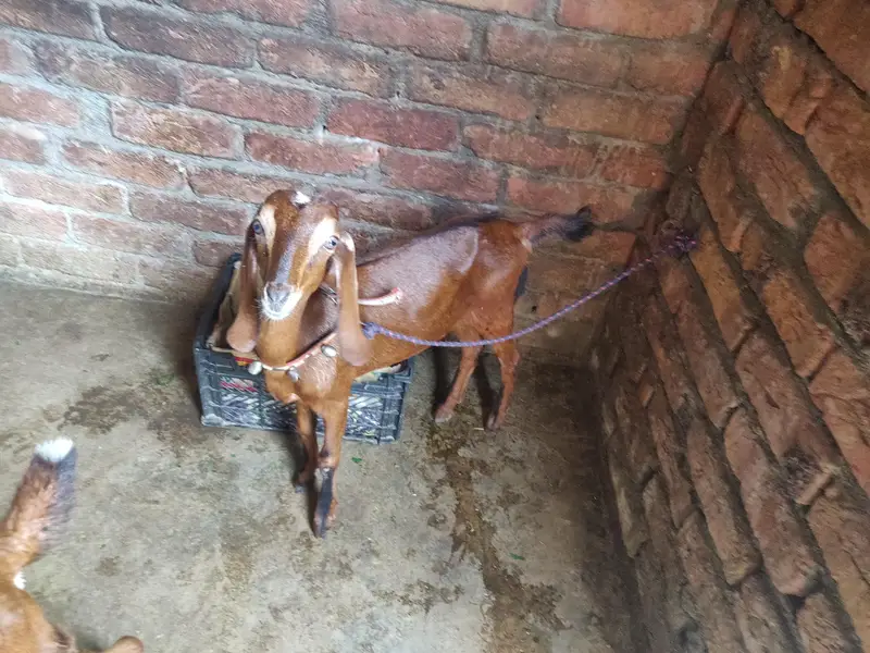 tadey o saiez my baby female erjant sael 03064295133 rabta kar ly — photo 4