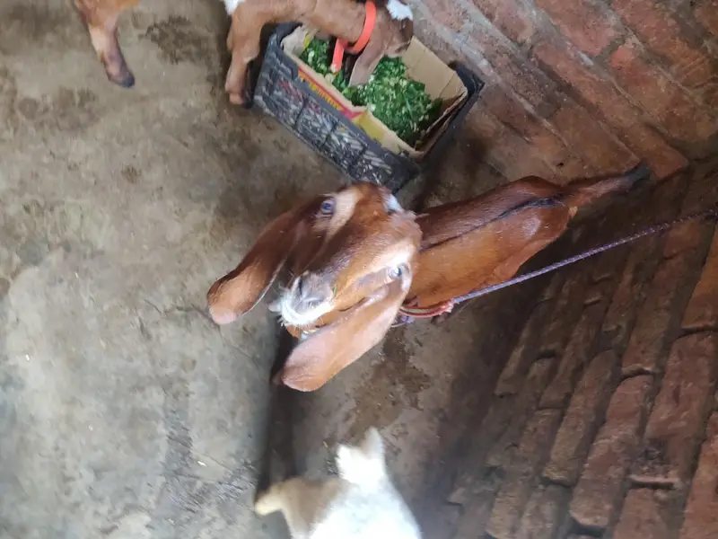 tadey o saiez my baby female erjant sael 03064295133 rabta kar ly — photo 5