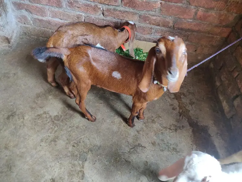 tadey o saiez my baby female erjant sael 03064295133 rabta kar ly — photo 6