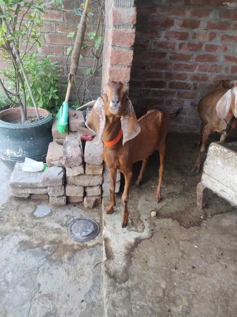 tadey o saiez my baby female erjant sael 03064295133 rabta kar ly — photo 7