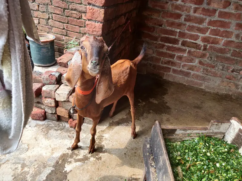 tadey o saiez my baby female erjant sael 03064295133 rabta kar ly — photo 8