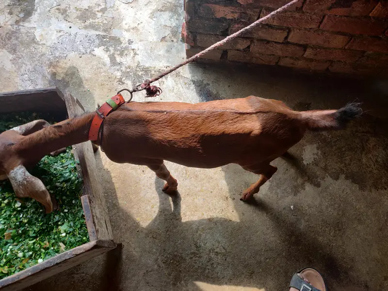 tadey o saiez my baby female erjant sael 03064295133 rabta kar ly — photo 10