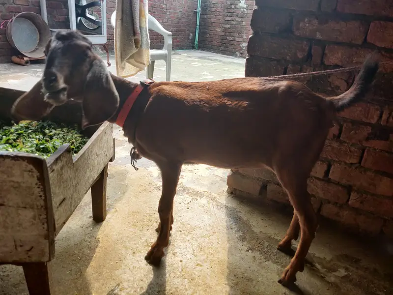 tadey o saiez my baby female erjant sael 03064295133 rabta kar ly — photo 11