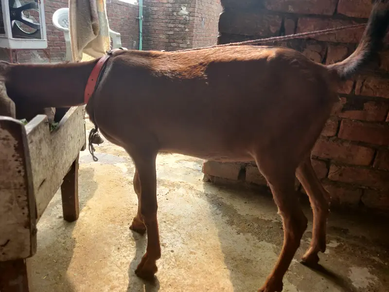 tadey o saiez my baby female erjant sael 03064295133 rabta kar ly — photo 12