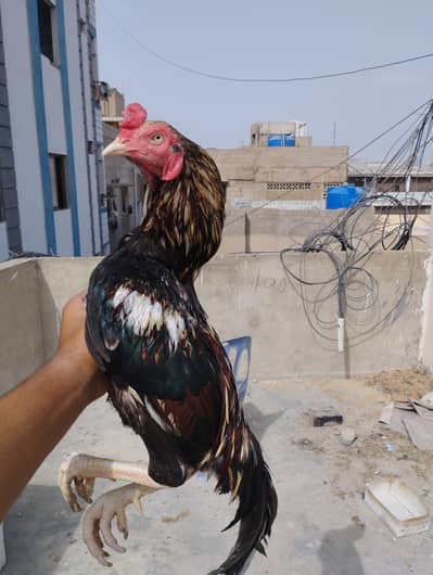 hamara pass har nasal Ka murga Acha rate pr mojod hay