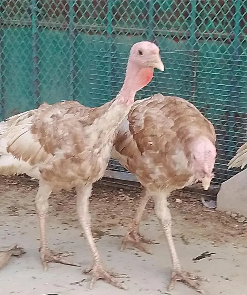 Turkey Birds — photo 7