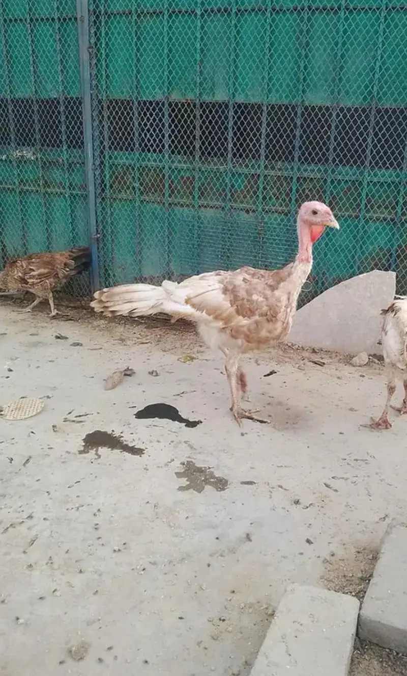 Turkey Birds — photo 8