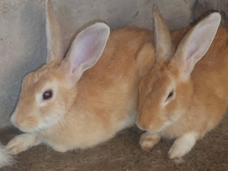 rabite 5