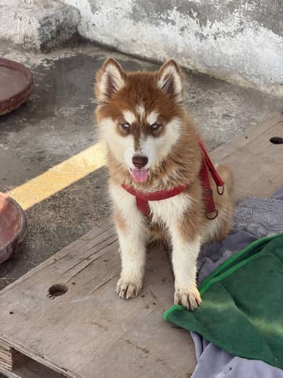 siberian husky female