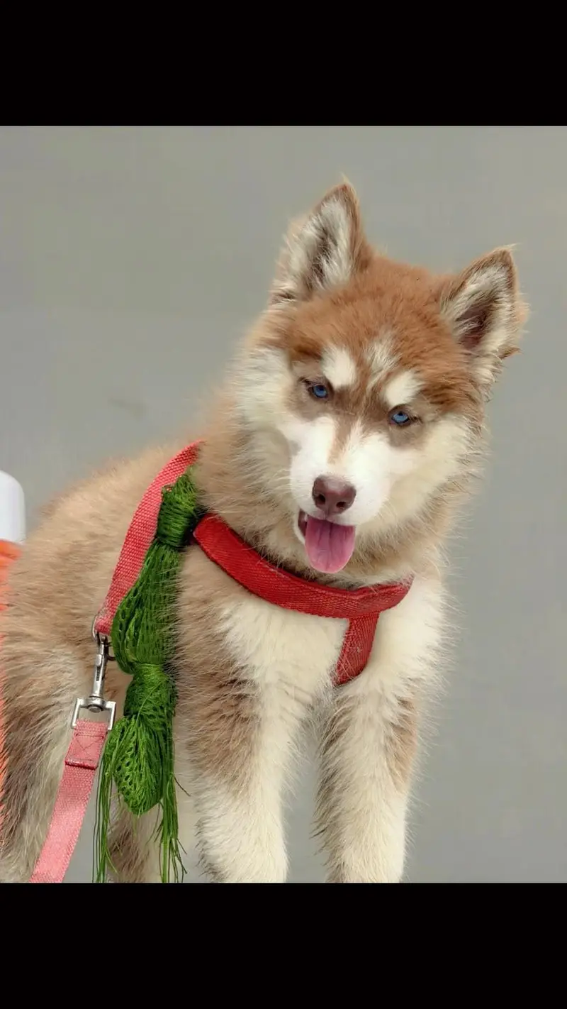 siberian husky female — photo 2