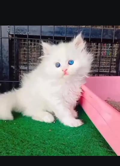 (Persian female kitten) (for sale all) (Pakistan delivery available)