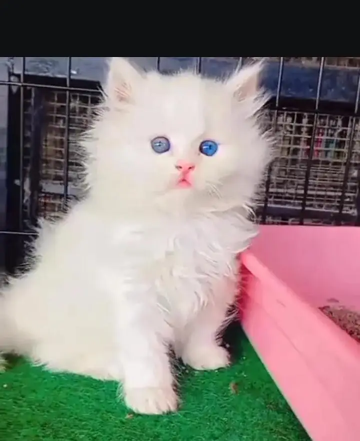(Persian female kitten) (for sale all) (Pakistan delivery available) — photo 2