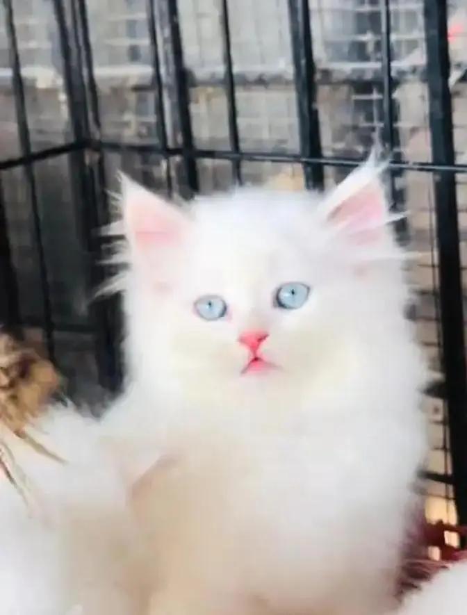 (Persian female kitten) (for sale all) (Pakistan delivery available) — photo 3