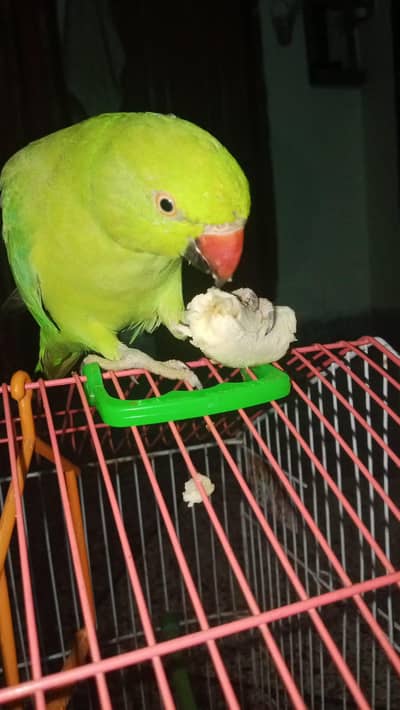 green parrot