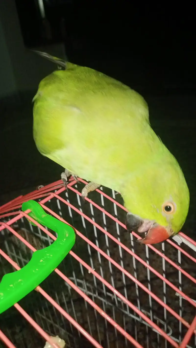 green parrot — photo 2