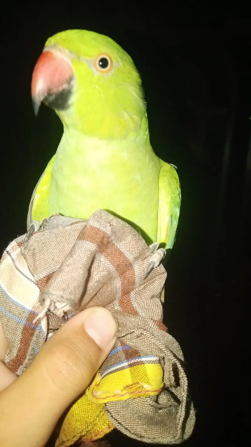 green parrot — photo 3