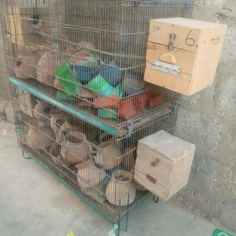 arjant sell — photo 3