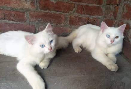 we are selling cats in blue eyes also discount