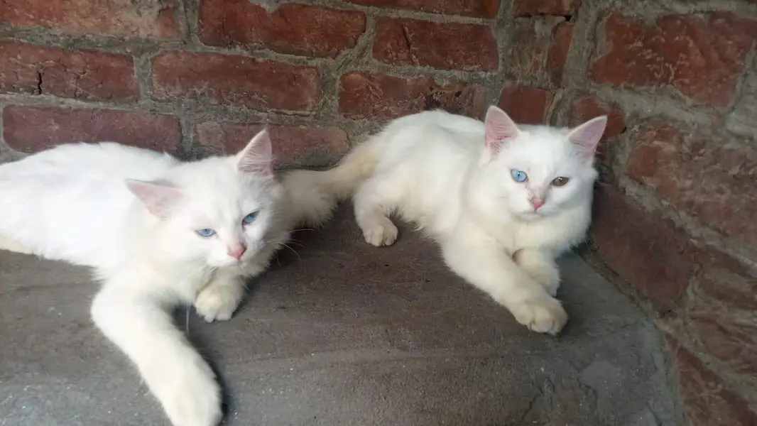 we are selling cats in blue eyes also discount — photo 4