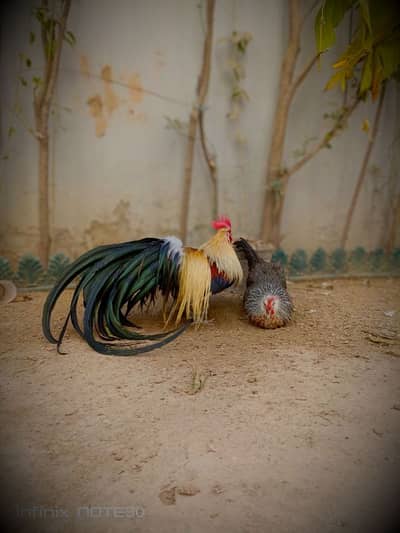 ONAGADORI || LONG TAIL || EGG LAYING PAIR