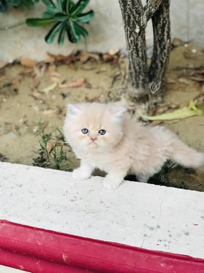 Cash on delivery parshion punch face kitten