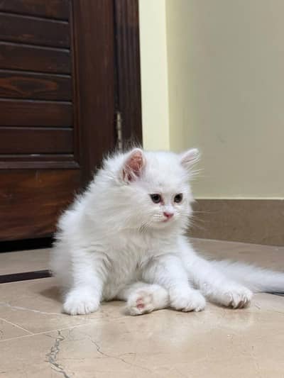 Cash on delivery parshion punch face kitten