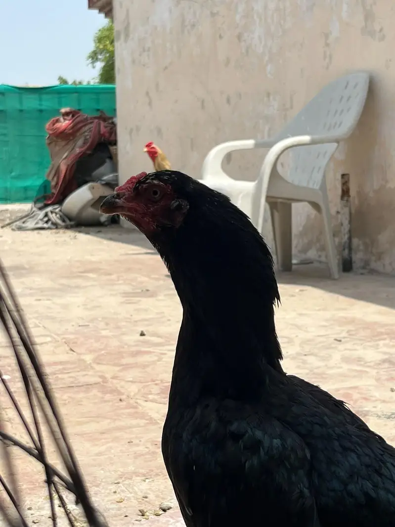 pur miyawali pair for sale ha — photo 4