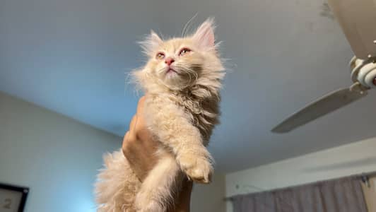 Persian Triple coat Ginger / white / off white “Each 16k”