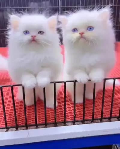 (Persian female kitten) (for sale all) (Pakistan delivery available)