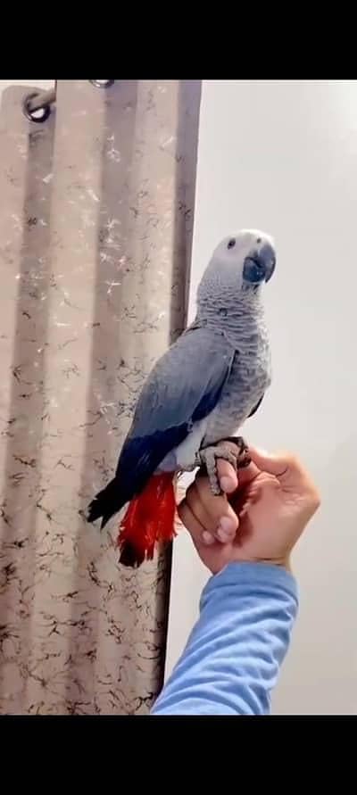 super jumbo size PROPPER self African grey congo parrot